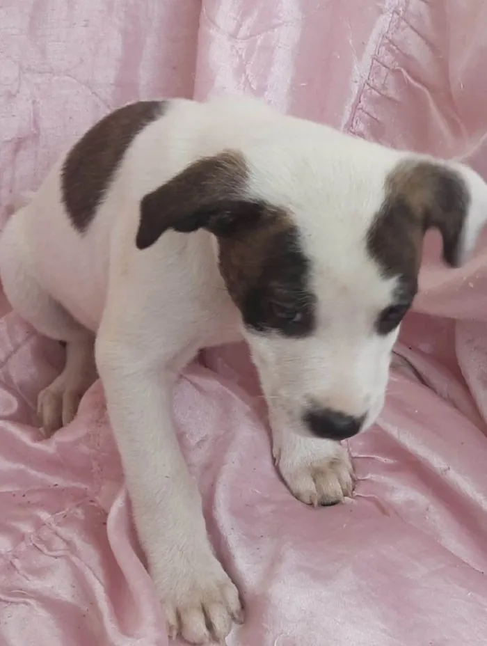Cachorro ra a SRD-ViraLata idade Abaixo de 2 meses nome Estrela