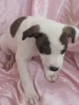 Estrela