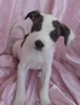 Estrela