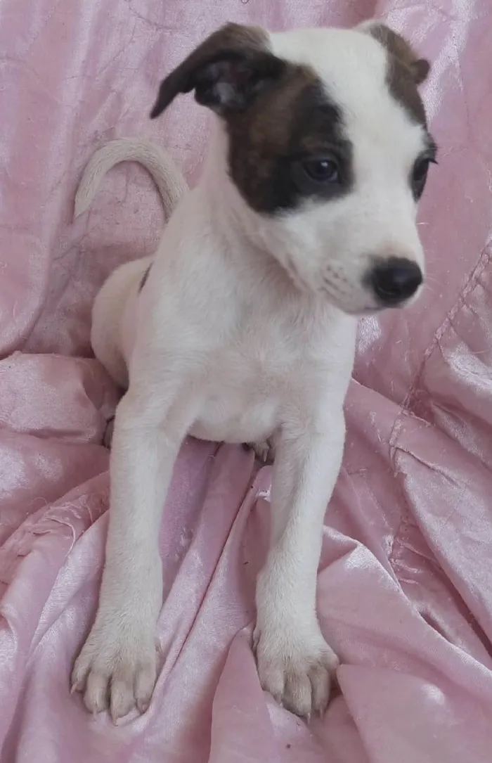 Cachorro ra a SRD-ViraLata idade Abaixo de 2 meses nome Estrela