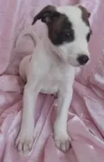 Estrela