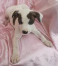 Estrela
