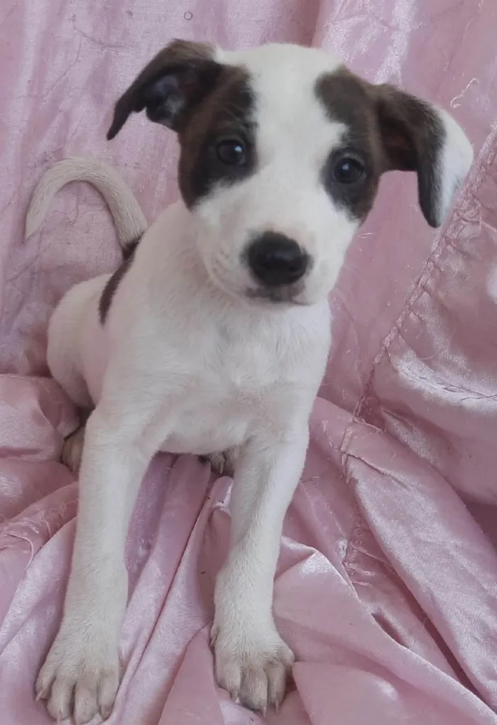 Cachorro ra a SRD-ViraLata idade Abaixo de 2 meses nome Estrela