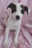 Estrela