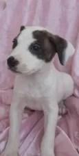 Estrela