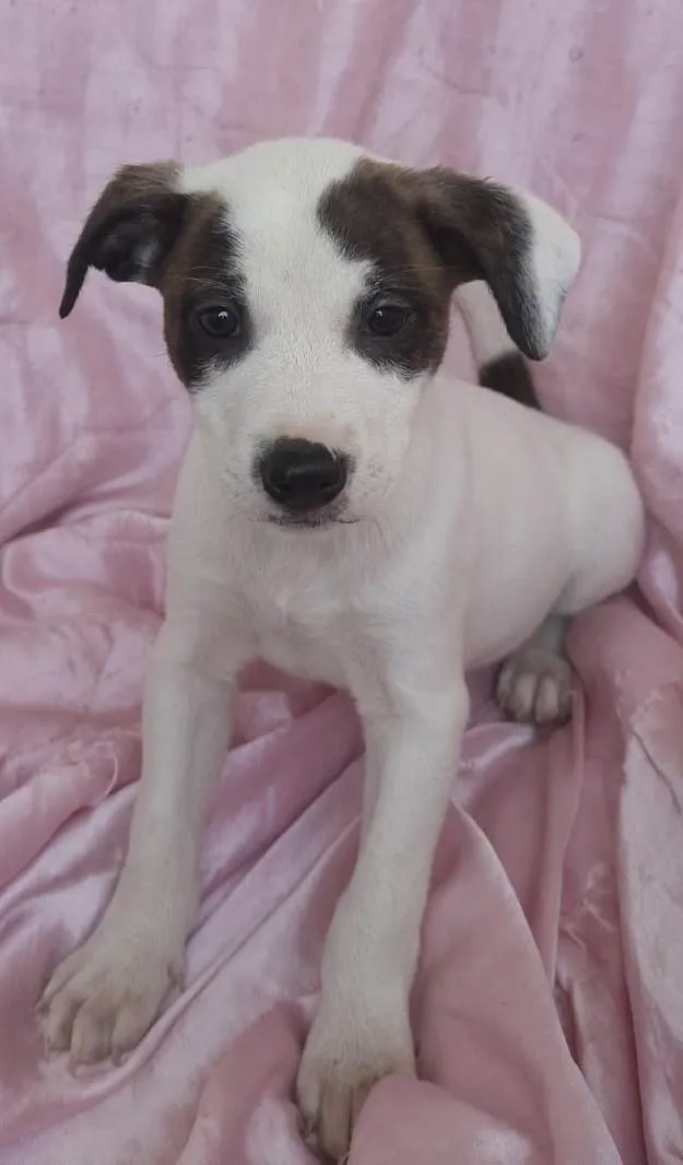 Cachorro ra a SRD-ViraLata idade Abaixo de 2 meses nome Estrela