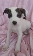 Estrela