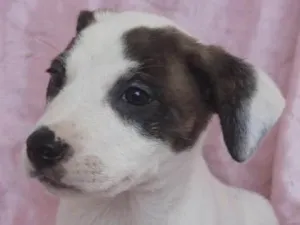 Cachorro raça SRD-ViraLata idade Abaixo de 2 meses nome Estrela