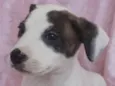 Estrela