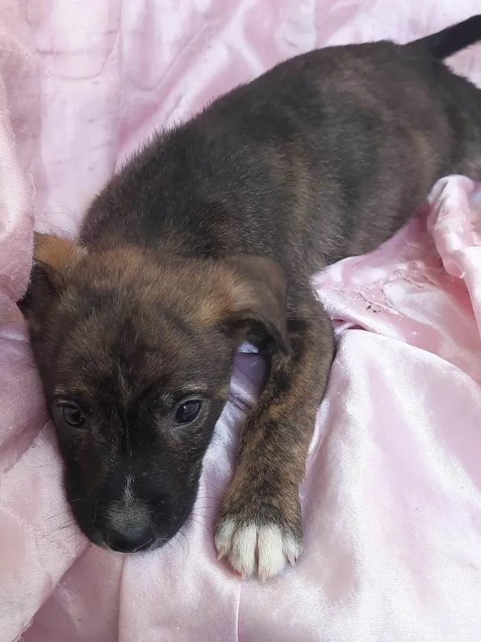Cachorro ra a SRD-ViraLata idade Abaixo de 2 meses nome Plutão