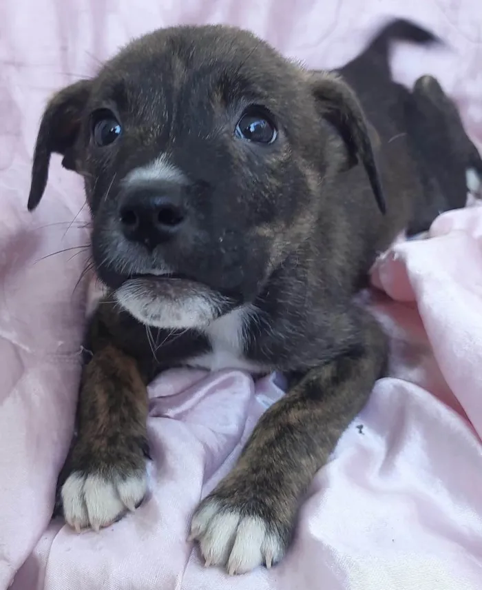Cachorro ra a SRD-ViraLata idade Abaixo de 2 meses nome Plutão