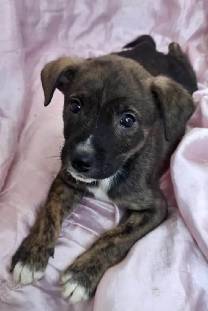 Cachorro ra a SRD-ViraLata idade Abaixo de 2 meses nome Plutão