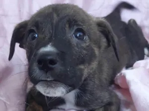 Cachorro raça SRD-ViraLata idade Abaixo de 2 meses nome Plutão