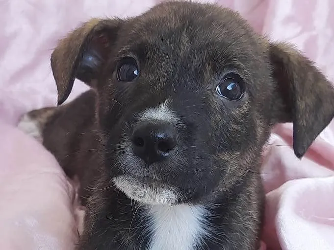 Cachorro ra a SRD-ViraLata idade Abaixo de 2 meses nome Plutão