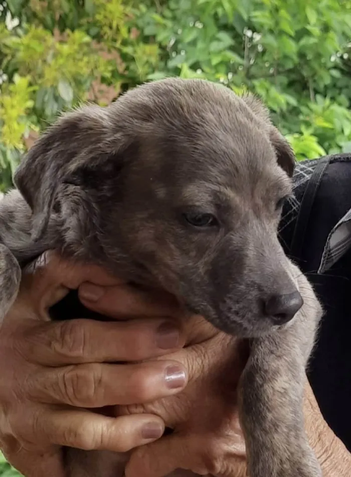 Cachorro ra a SRD-ViraLata idade 2 a 6 meses nome Grey