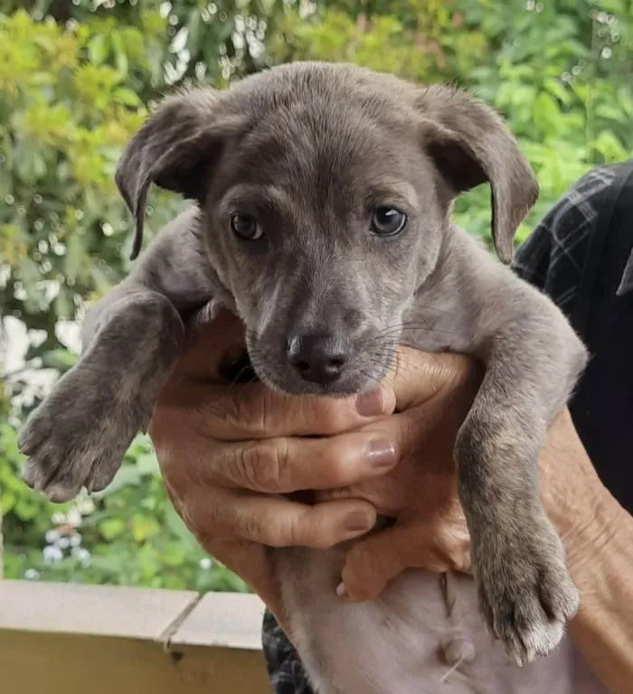 Cachorro ra a SRD-ViraLata idade 2 a 6 meses nome Grey