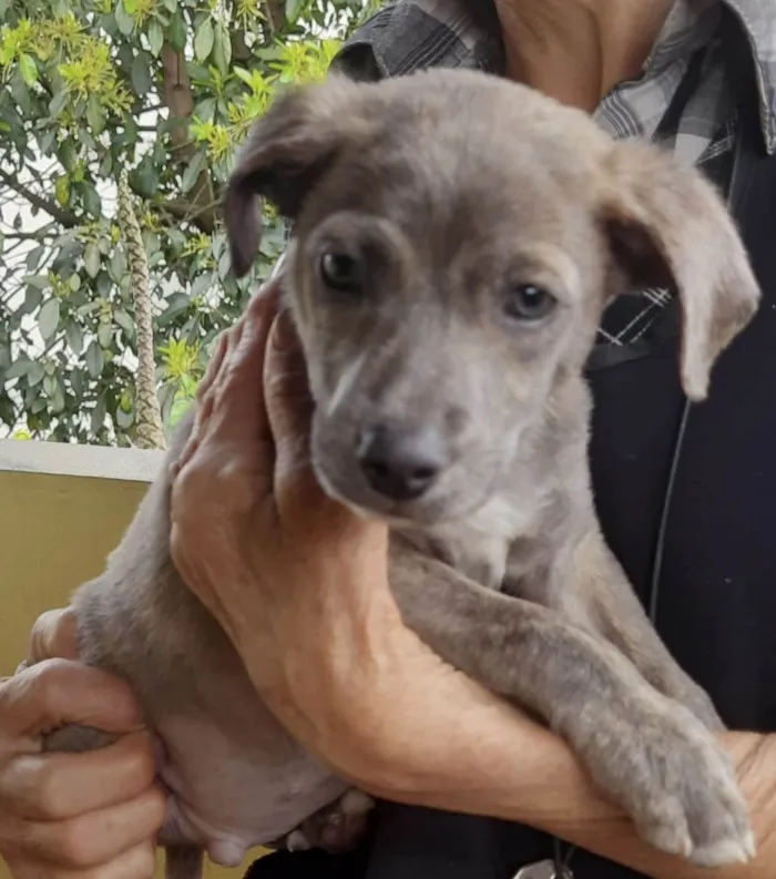 Cachorro ra a SRD-ViraLata idade 2 a 6 meses nome Grey