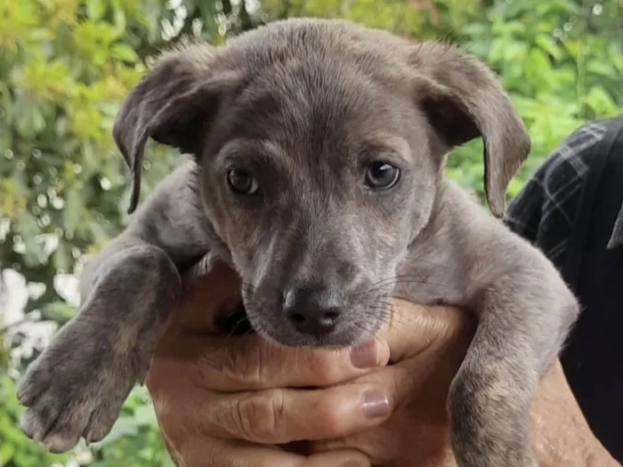 Cachorro ra a SRD-ViraLata idade 2 a 6 meses nome Grey