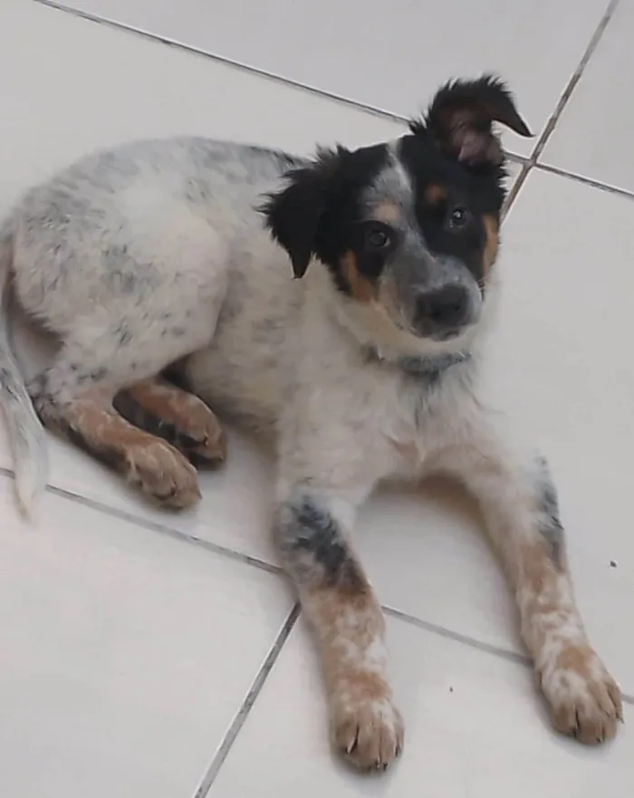 Cachorro ra a Mix de Burriler idade 2 a 6 meses nome Milady