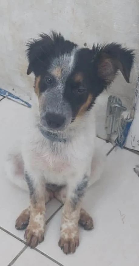 Cachorro ra a Mix de Burriler idade 2 a 6 meses nome Milady
