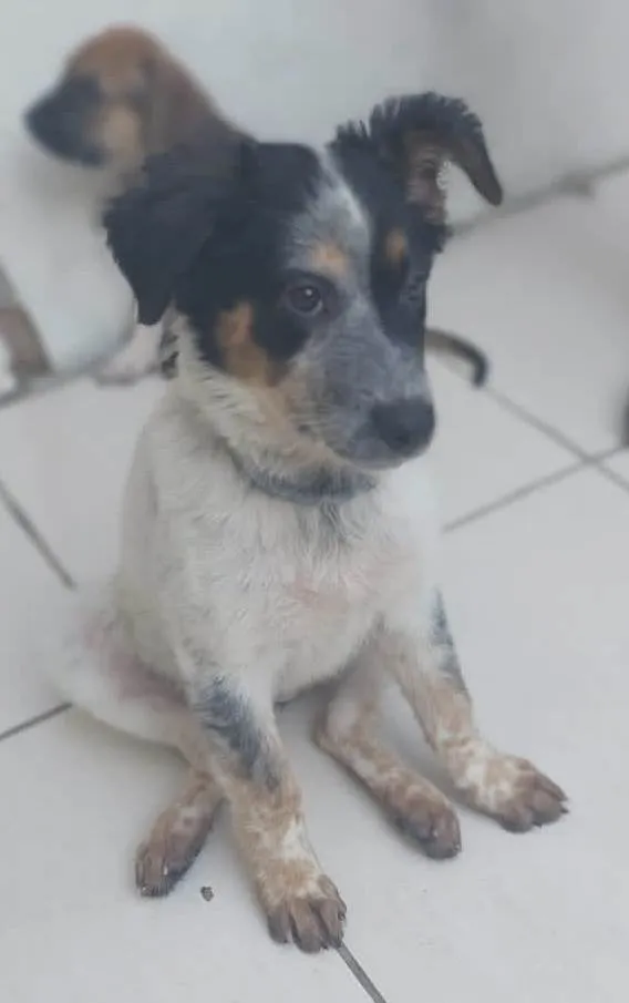 Cachorro ra a Mix de Burriler idade 2 a 6 meses nome Milady