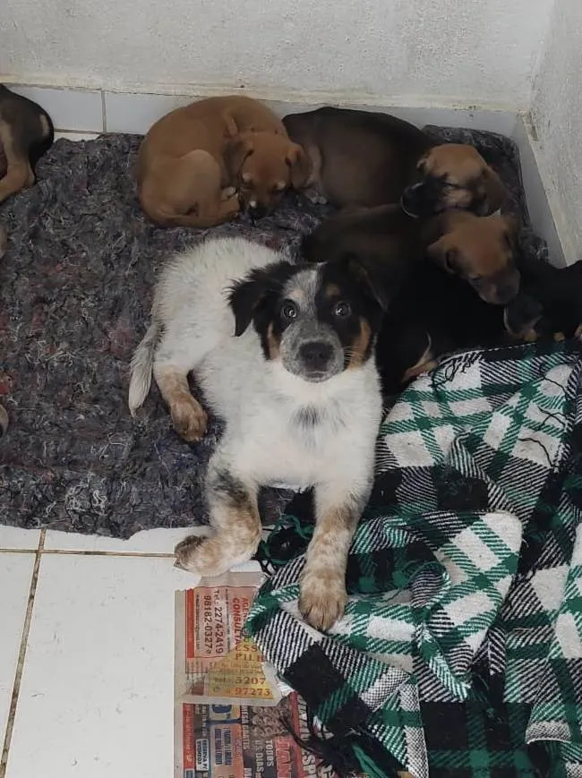 Cachorro ra a Mix de Burriler idade 2 a 6 meses nome Milady