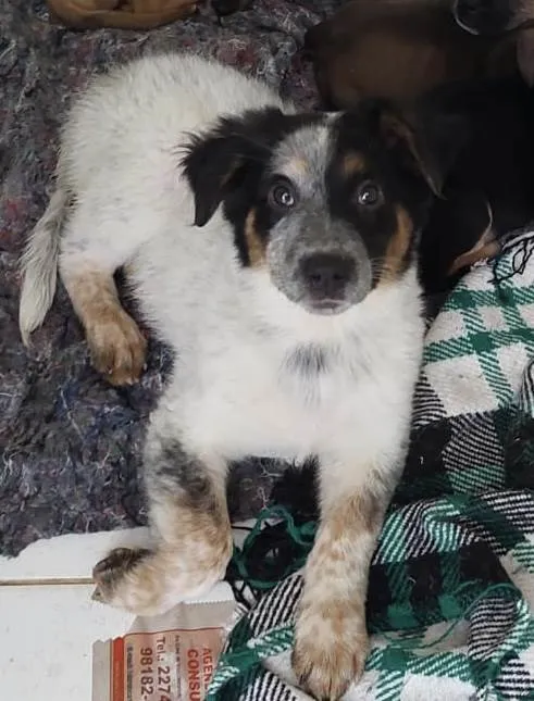 Cachorro ra a Mix de Burriler idade 2 a 6 meses nome Milady