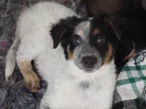 Cachorro raça Mix de Burriler idade 2 a 6 meses nome Milady