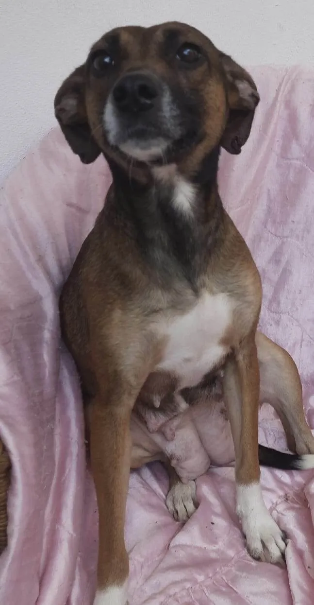 Cachorro ra a SRD-ViraLata idade 1 ano nome Mika
