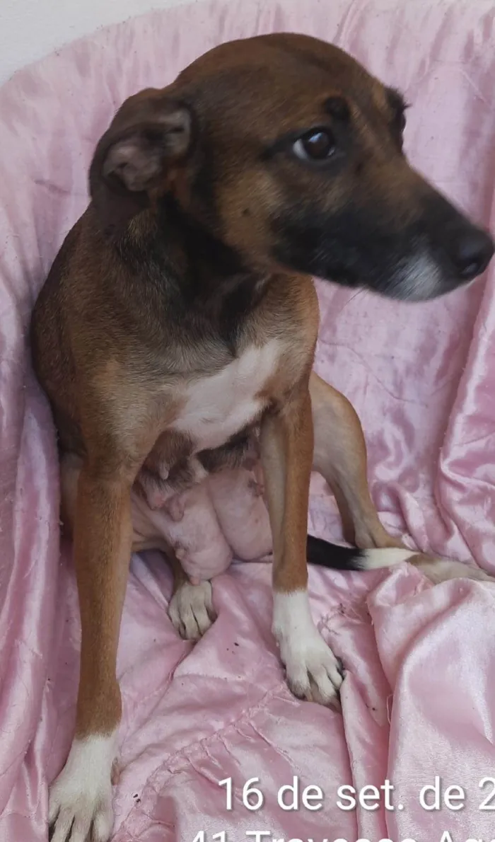 Cachorro ra a SRD-ViraLata idade 1 ano nome Mika