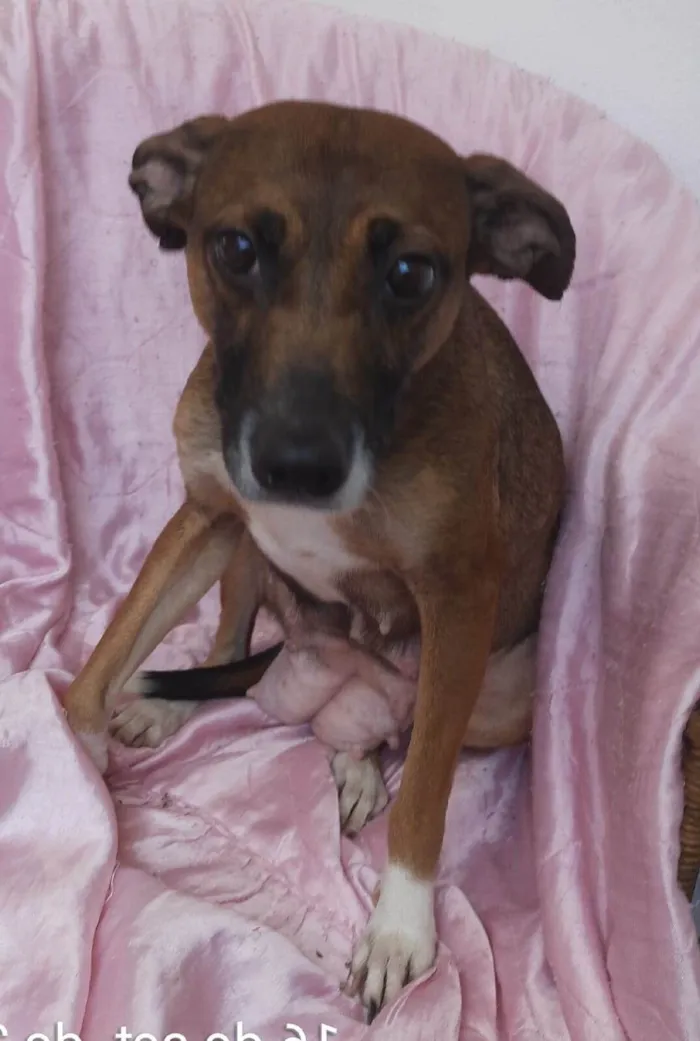 Cachorro ra a SRD-ViraLata idade 1 ano nome Mika