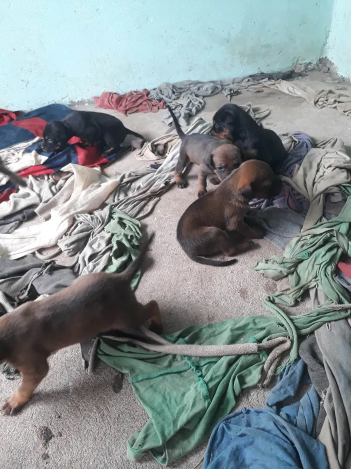 Cachorro ra a Pit-Bull com vira lata idade Abaixo de 2 meses nome Não tem nome