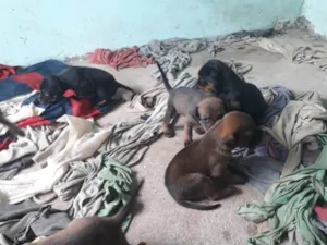 Cachorro raça Pit-Bull com vira lata idade Abaixo de 2 meses nome Não tem nome