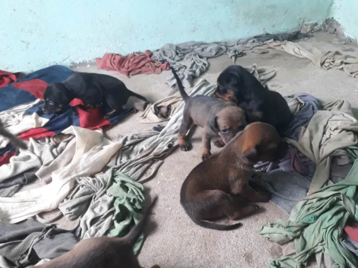 Cachorro ra a Pit-Bull com vira lata idade Abaixo de 2 meses nome Não tem nome