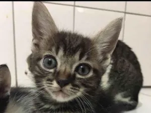 Gato raça SRD-ViraLata idade Abaixo de 2 meses nome Thomas /Zeus