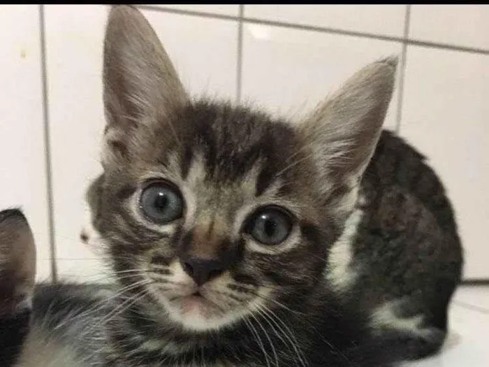 Gato ra a SRD-ViraLata idade Abaixo de 2 meses nome Thomas /Zeus