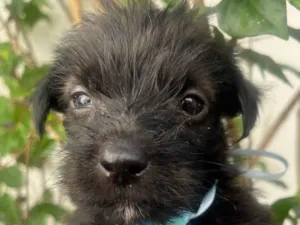 Cachorro raça Mix de Lhasa idade Abaixo de 2 meses nome Pedro