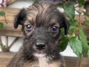 Cachorro raça Mix de Lhasa idade Abaixo de 2 meses nome Paulo