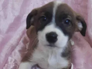 Cachorro raça SRD-ViraLata idade Abaixo de 2 meses nome Sol