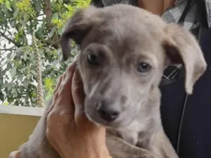Cachorro raça SRD-ViraLata idade 2 a 6 meses nome Grey