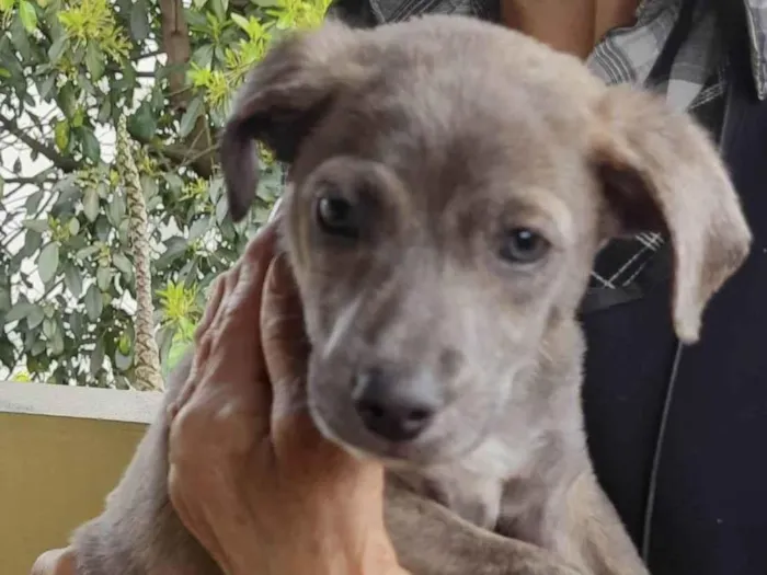 Cachorro ra a SRD-ViraLata idade 2 a 6 meses nome Grey