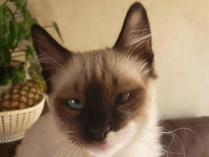 Gato ra a Vira lata idade 2 a 6 meses nome Gato