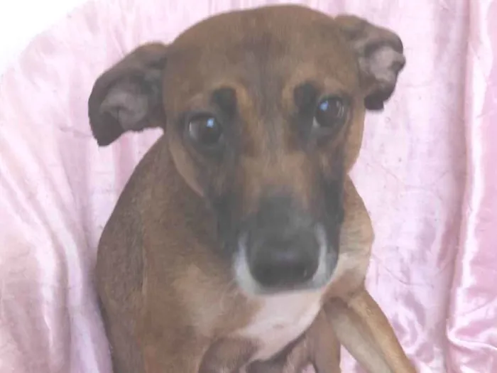 Cachorro ra a SRD-ViraLata idade 1 ano nome Mika