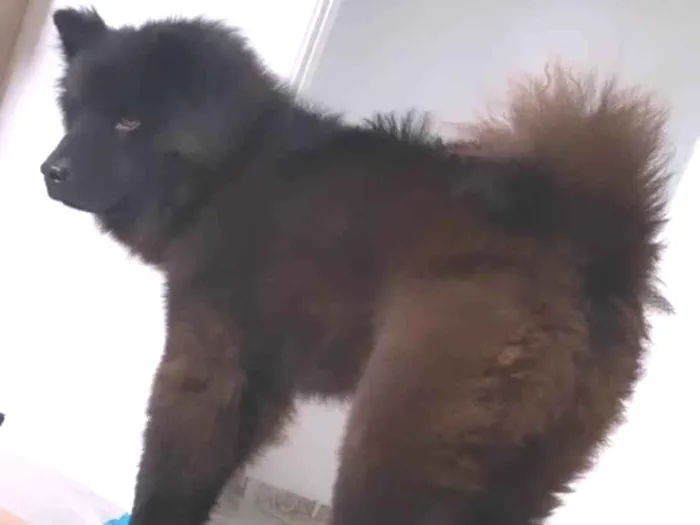 Cachorro ra a Chow chow idade 1 ano nome Apolo