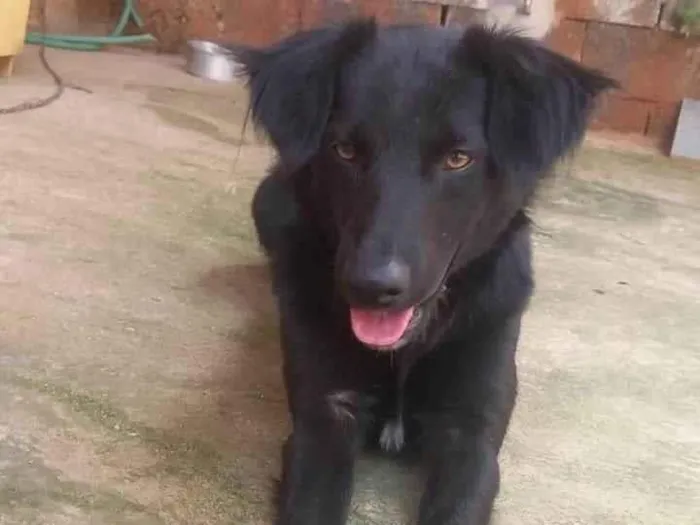 Cachorro ra a SRD-ViraLata idade 2 anos nome Bolinha 