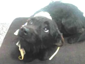 Cachorro raça SRD-ViraLata idade 1 ano nome DUQUE