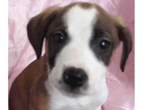 Cachorro raça SRD-ViraLata idade Abaixo de 2 meses nome Lua