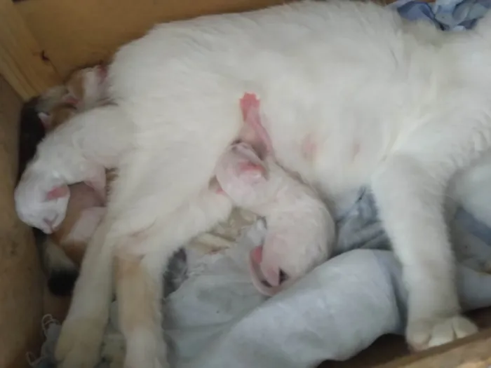 Gato ra a SRD-ViraLata idade Abaixo de 2 meses nome Filhotes