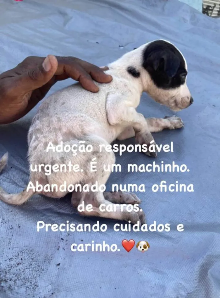 Cachorro ra a Srd idade Abaixo de 2 meses nome Sem nome