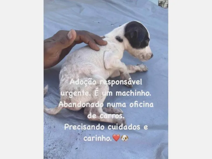 Cachorro ra a Srd idade Abaixo de 2 meses nome Sem nome